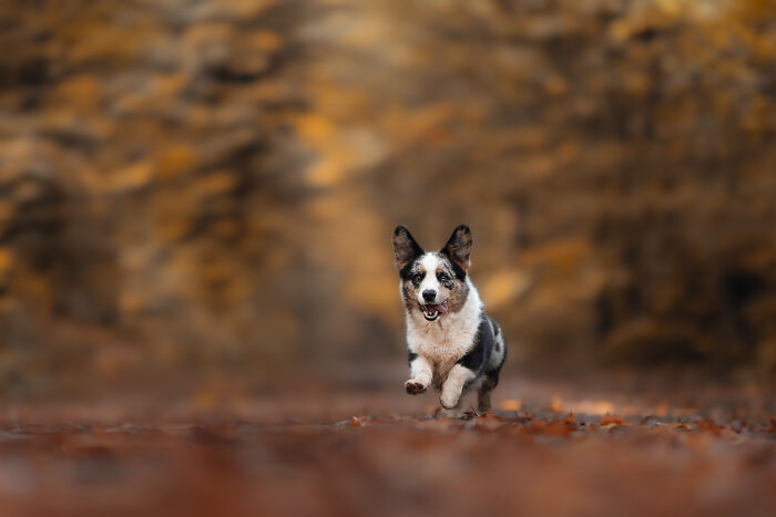 I Love Making Photo's Of Dogs During Autumn