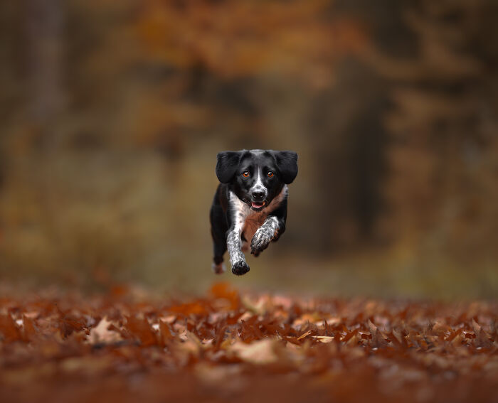 I Love Making Photo's Of Dogs During Autumn