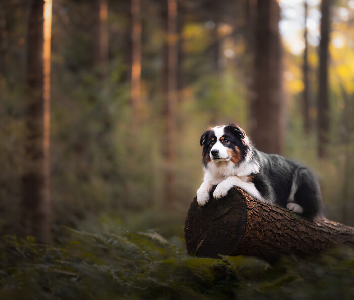 I Love Making Photo's Of Dogs During Autumn