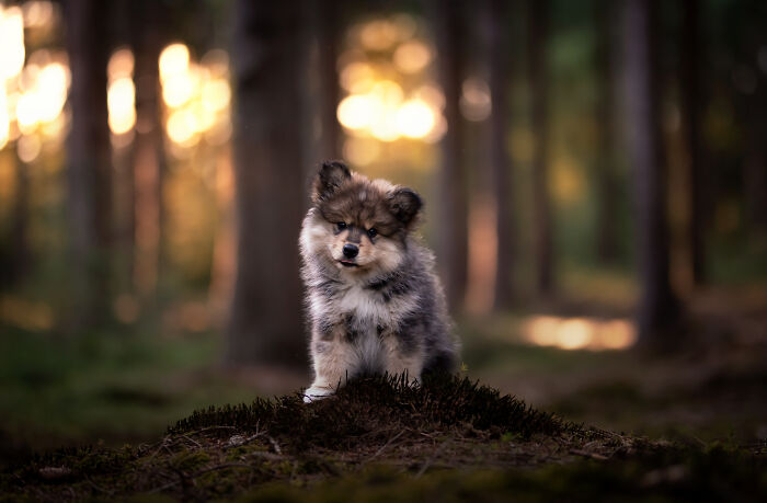I Love Making Photo's Of Dogs During Autumn