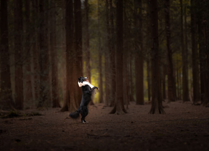 I Love Making Photo's Of Dogs During Autumn