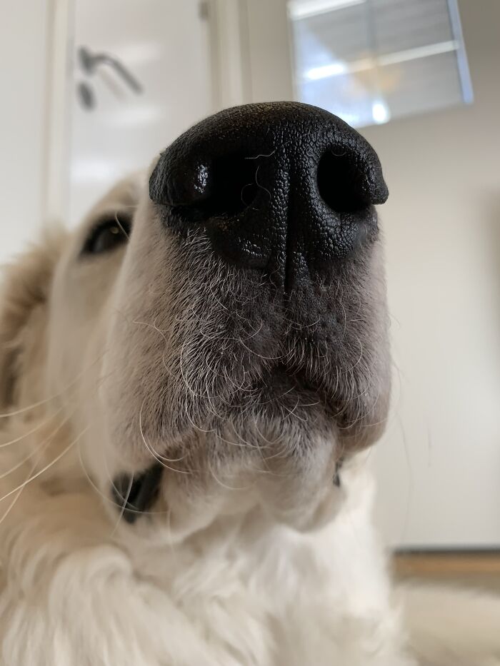 Mah Dog Lucas (The Nose-Boop King!)