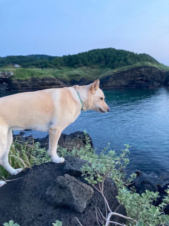 This Is Jembe (Korean Name)