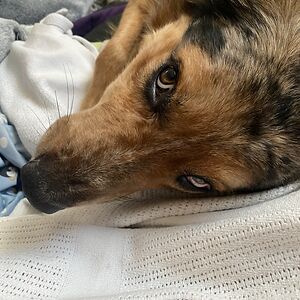 Faerie Øverlørd {fae-fem-fer}