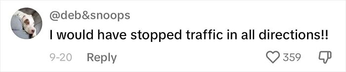 Meet Olivia, A Smart Pup Who Stopped Every Car In Traffic Asking For Help