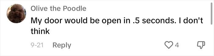 Meet Olivia, A Smart Pup Who Stopped Every Car In Traffic Asking For Help