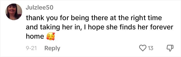 Meet Olivia, A Smart Pup Who Stopped Every Car In Traffic Asking For Help