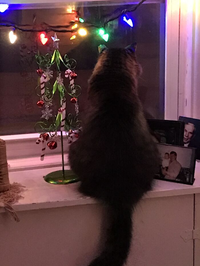 Where Are You Christmas Why Can’t I Find You? - Rescue Cat Kiefer