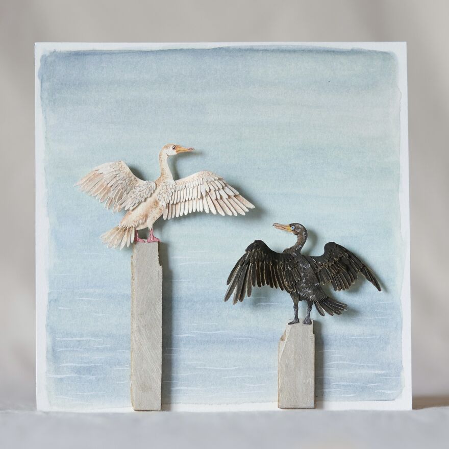 Double Crested Cormorant