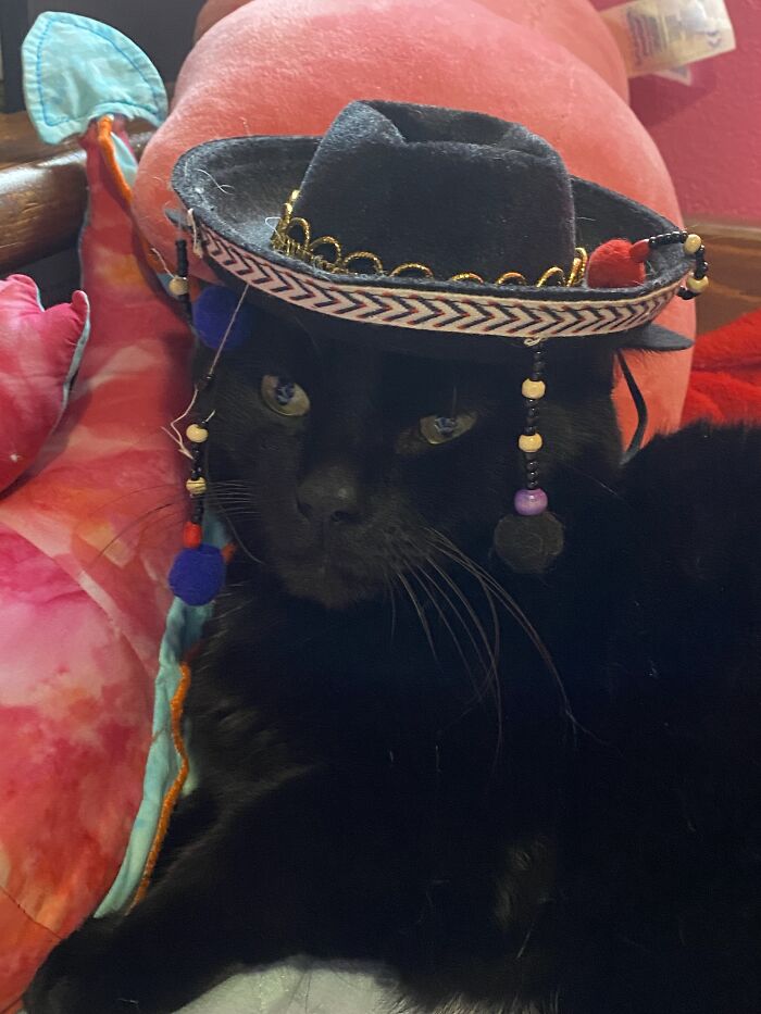 Binx Hates The Sombrero Of Doom