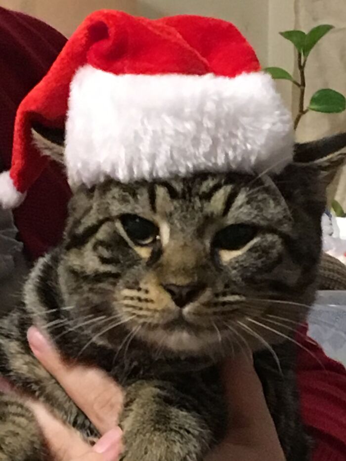 This Is Thomas X Katt, Or Just Plain Tom. He Was An Abandoned Feral Kitten (With His Two Brothers). Wife And Daughter Bottle Fed Them And He Is Now A 15 Pound Hunk Of Love