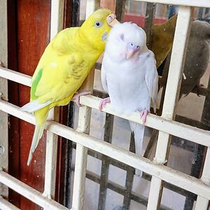 siddheshbisen avatar