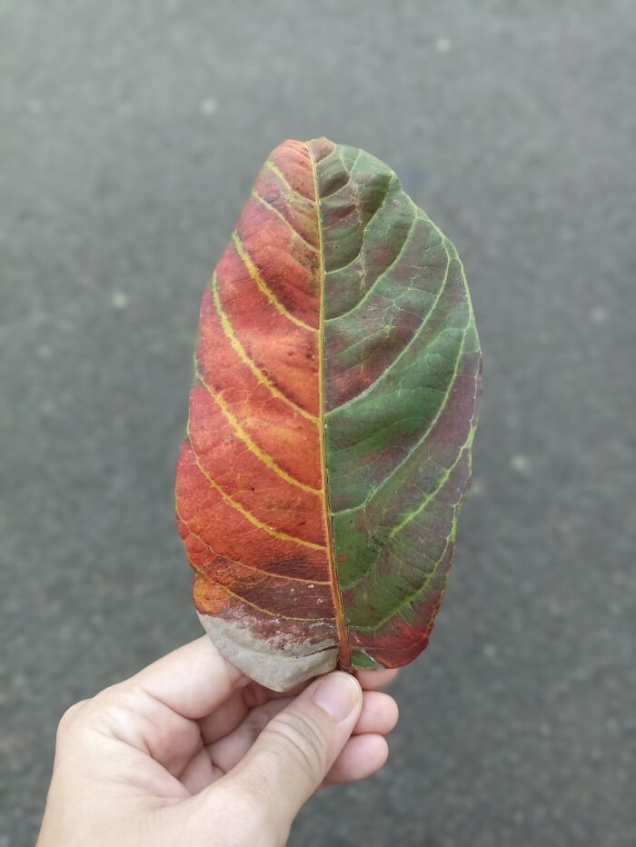 Small Things From Nature