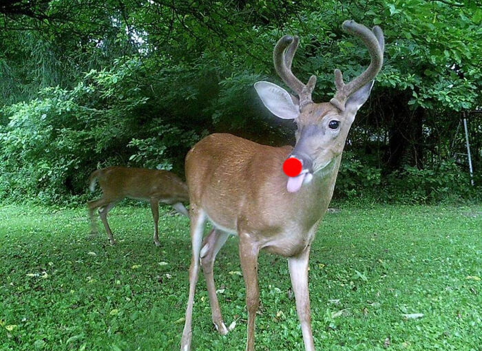 Rudy Sticking His Tongue Out At Me At My Trail Cam
