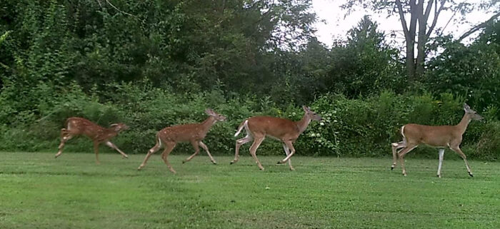 Local Family Out For An Afternoon Walk