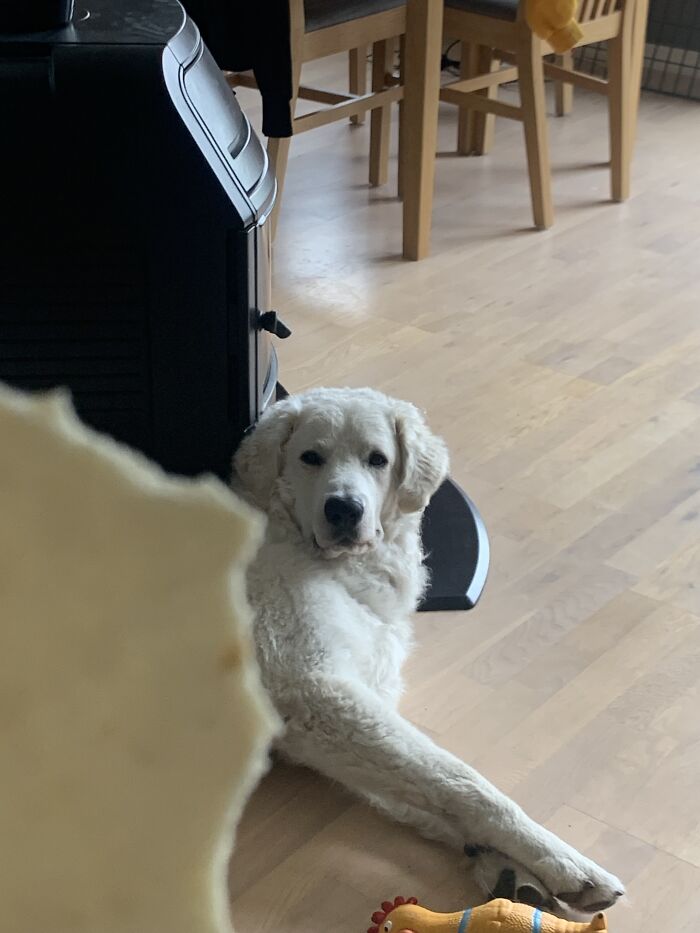 Lucas And The Tortilla