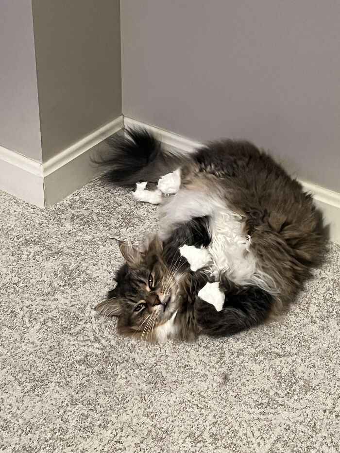 Say Hello To Gretchen