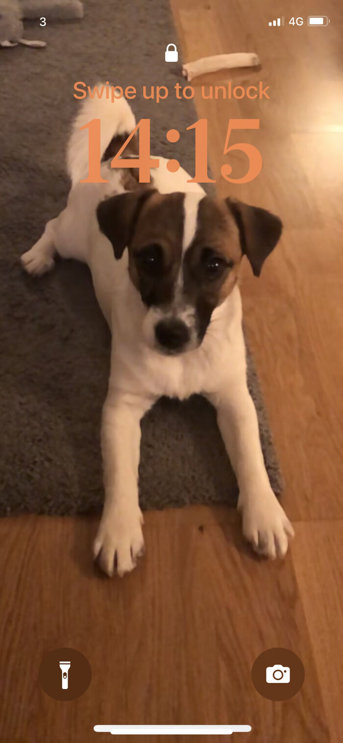 This Is My Lock Screen Of My Dog, Minnie