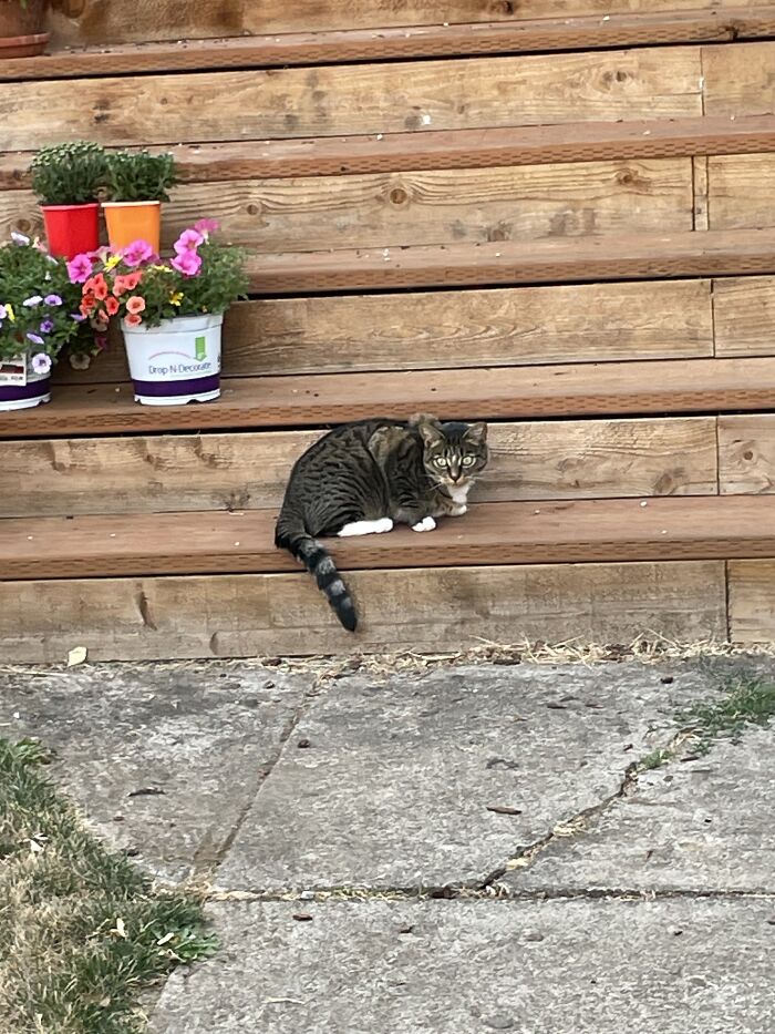 A Cat I Saw While I Was Skating. The Eyes