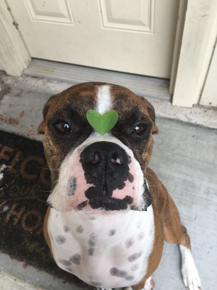 This Is The Bestest Boi To Ever Live ( Like Every Other Dog Out There)