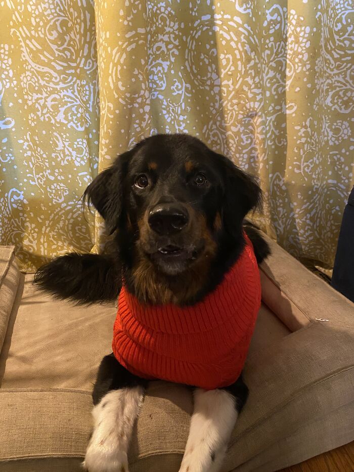 This Is Dolly Parton