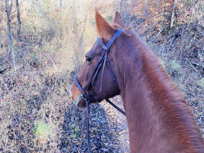 Ginger Loves Crunching Through The Drifts Of Leaves