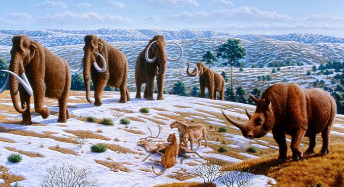 Scientists Bring Wooly Rhinoceros Back To Life With The Help of Prehistoric Fecal Matter