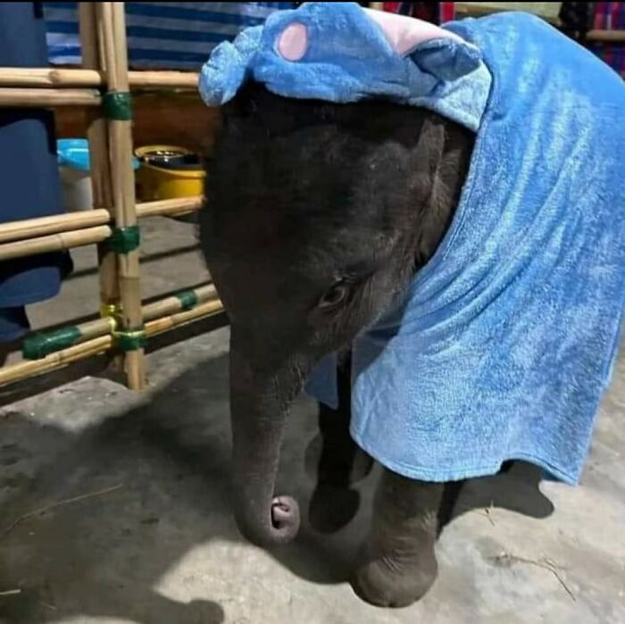 Important Animal Images (New Pics)