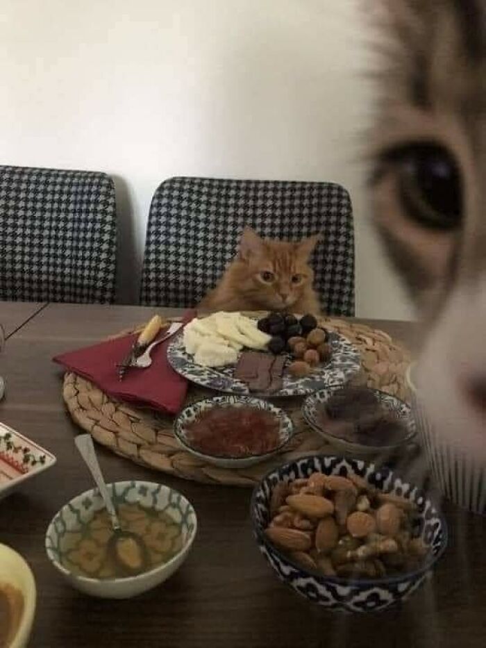 Important Animal Images (New Pics)