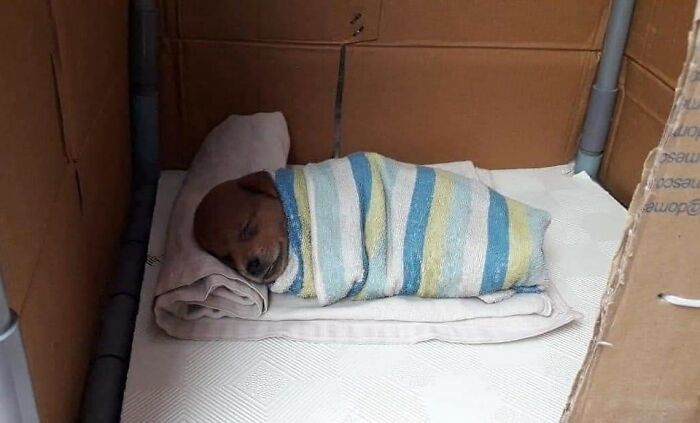 Important Animal Images (New Pics)