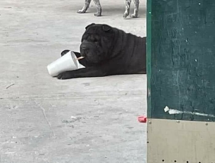 Important Animal Images (New Pics)