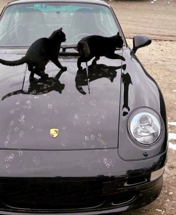 Important Animal Images (New Pics)