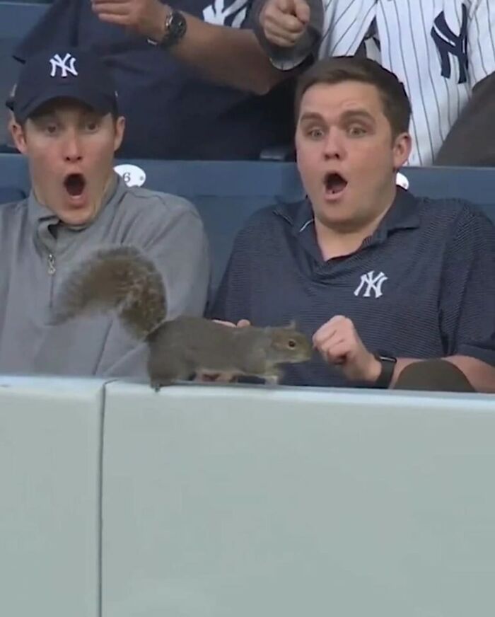 Important Animal Images (New Pics)