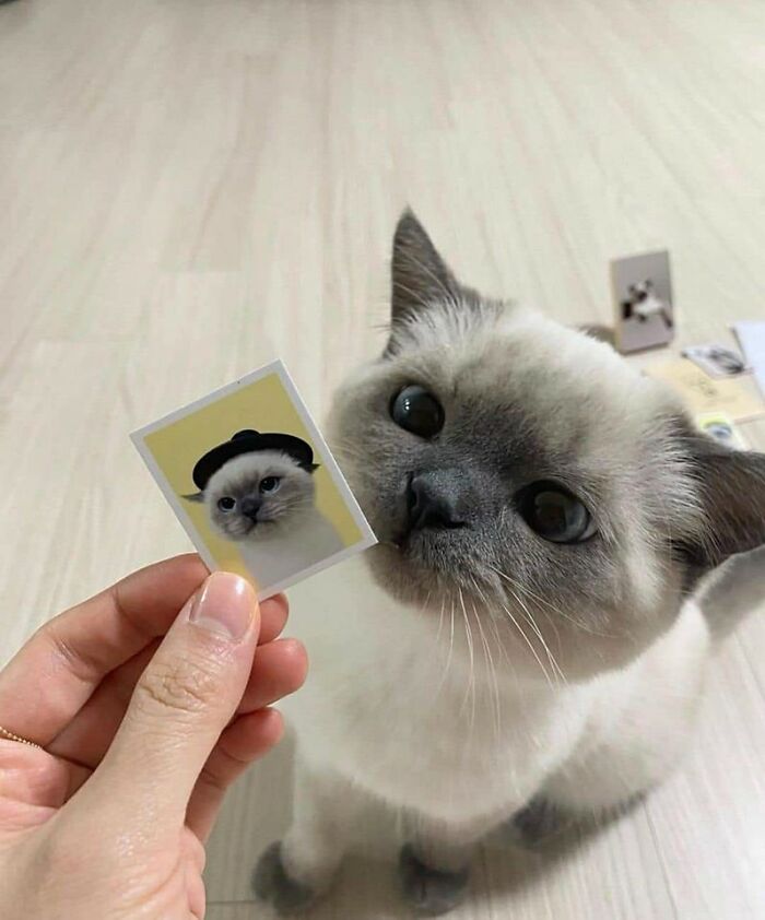 Important Animal Images (New Pics)