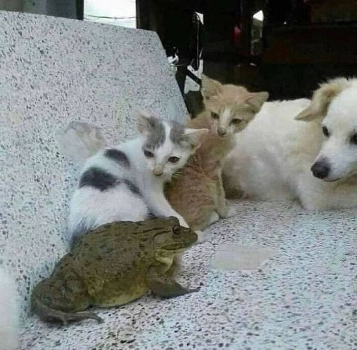 Important Animal Images (New Pics)