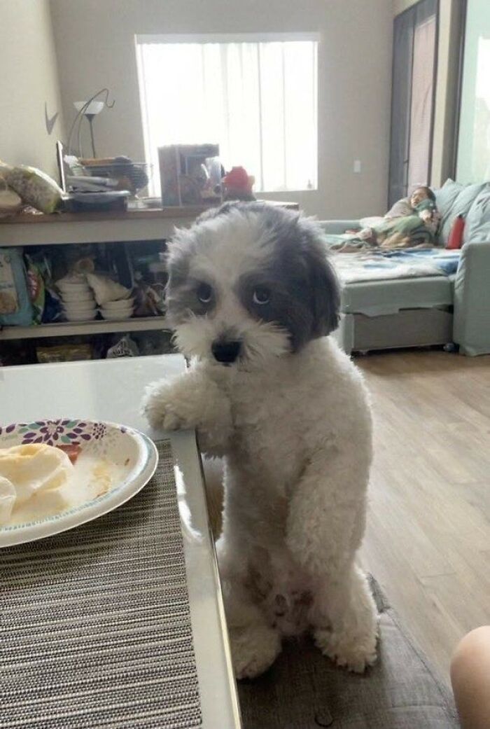 Important Animal Images (New Pics)