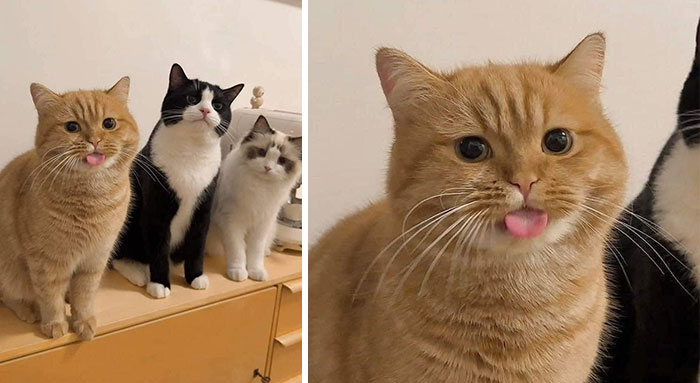 Important Animal Images (New Pics)