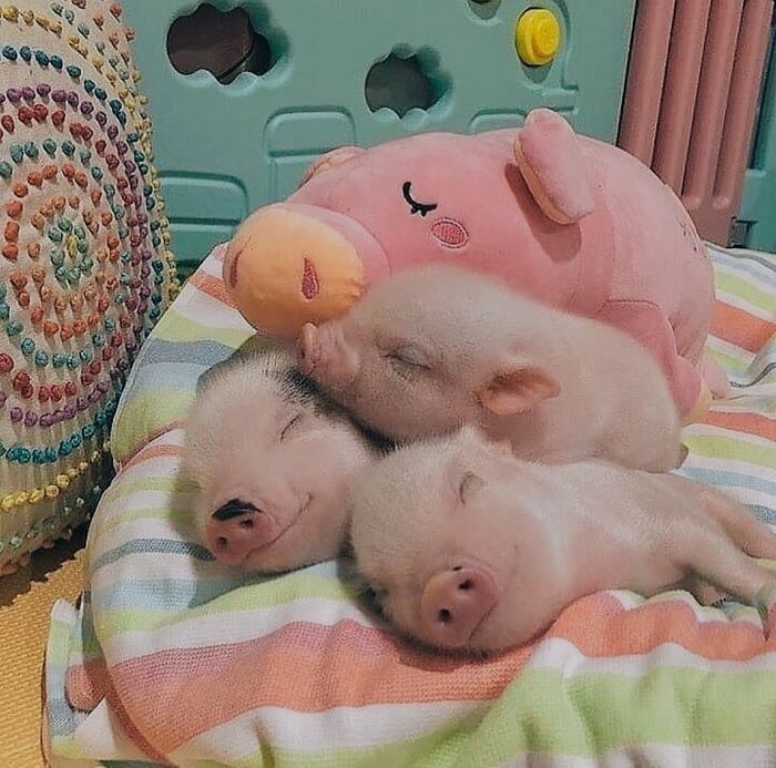 Important Animal Images (New Pics)