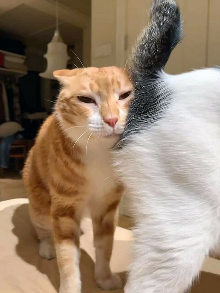 Important Animal Images (New Pics)