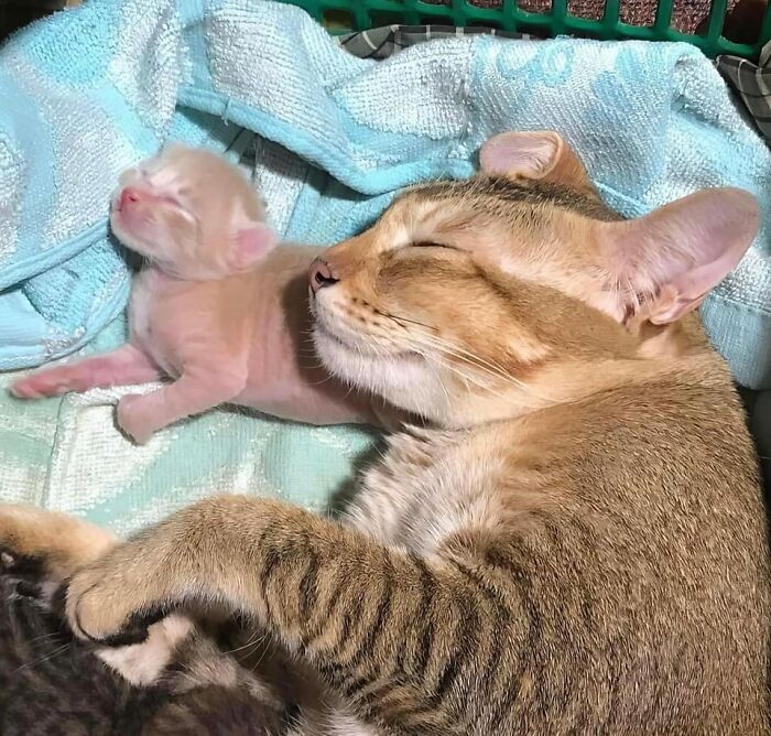 Important Animal Images (New Pics)