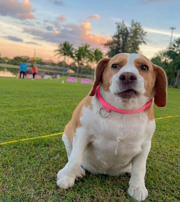 Important Animal Images (New Pics)