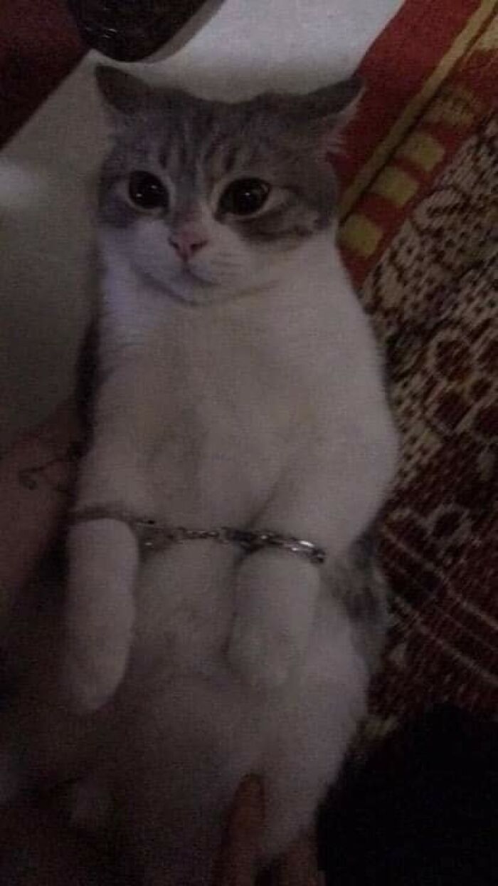 Important Animal Images (New Pics)