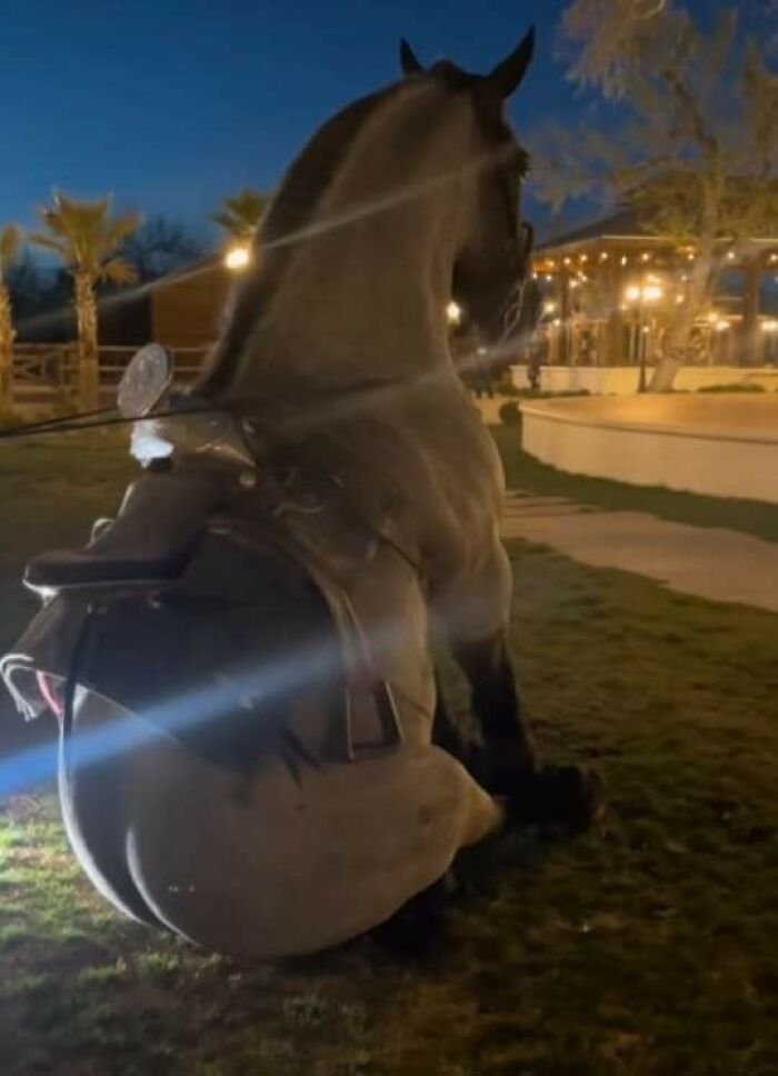 Important Animal Images (New Pics)