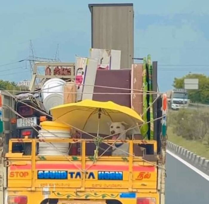 Important Animal Images (New Pics)