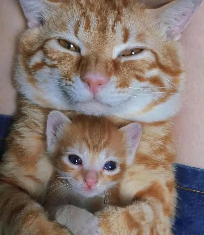 Important Animal Images (New Pics)