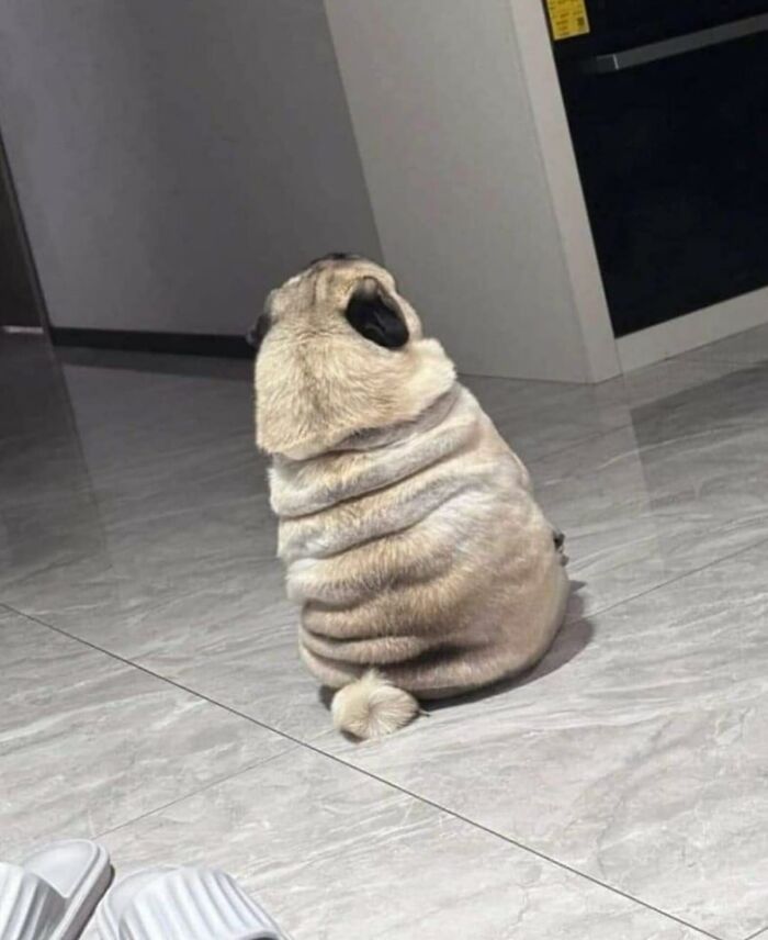 Important Animal Images (New Pics)