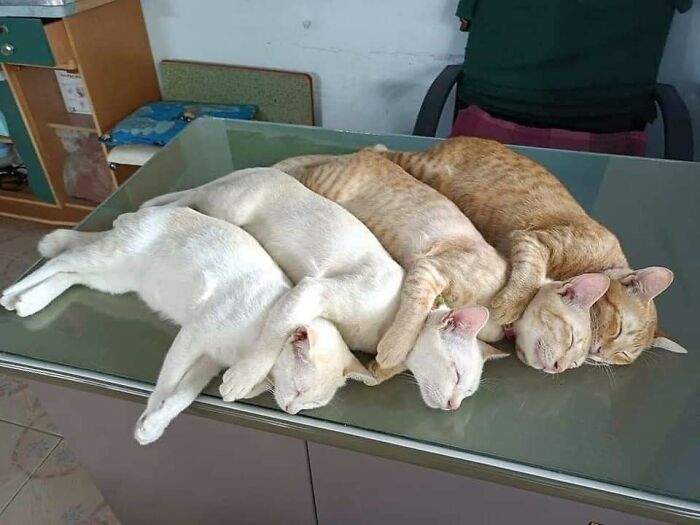 Important Animal Images (New Pics)