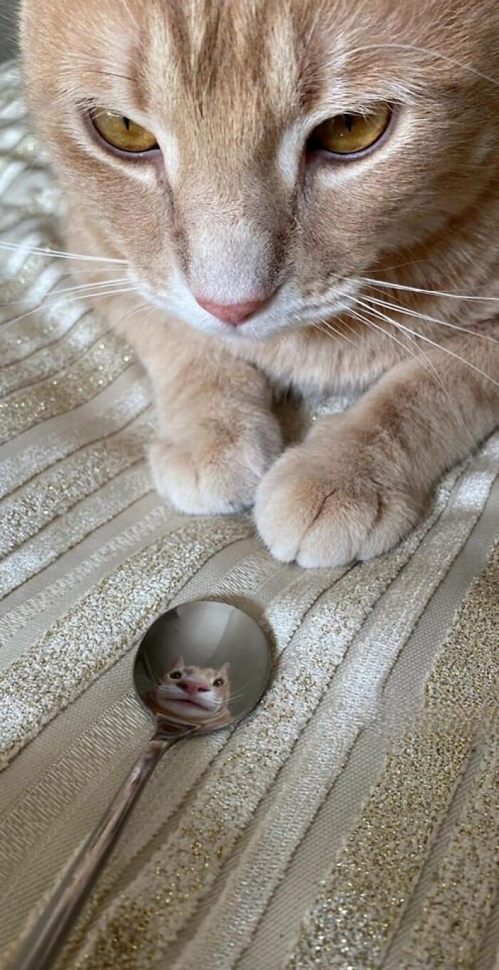 Important Animal Images (New Pics)