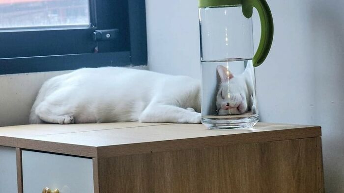 Important Animal Images (New Pics)