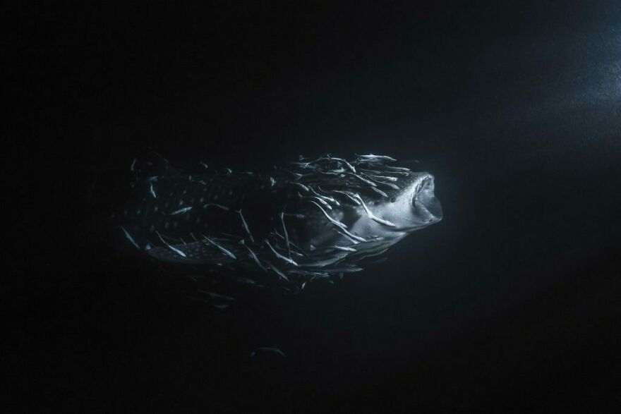 Fine Art Photographer Of The Year, 1st Place Winner Jade Hoksbergen